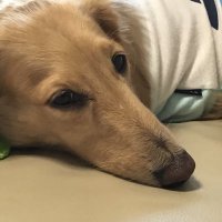 犬大好き飛行機も (@aqualov1216) 's Twitter Profile