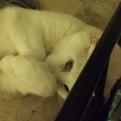 Geekyproduce's profile picture. 18
non-binary

avid fanfic reader.