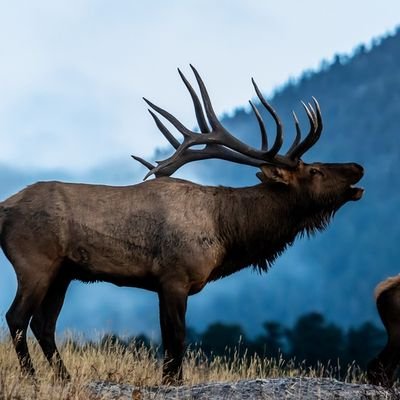 Colorado Bull 🦅