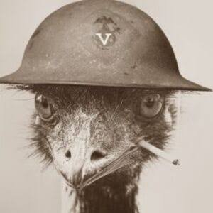 Sargento Emu
