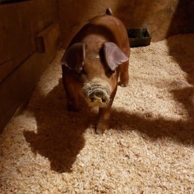 •Pure bred duroc baby boar born on July 15th, 2020. •Name inspired by Charlotte’s Web. •Follow me! Oink oink oink!!!! 🐖 🐷 🐽 •My owner is @KaitlynGraceee_
