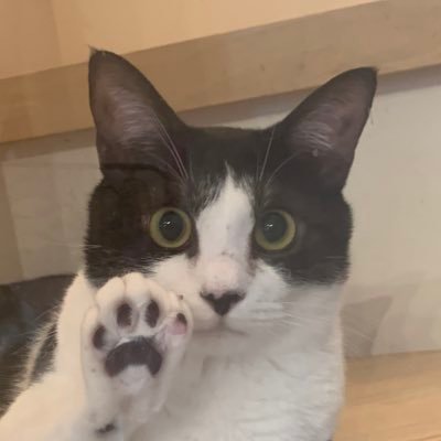 湊祥🐱重版7刷「鬼の生贄花嫁と甘い契りを｣・「余命１００食」さんのプロフィール画像