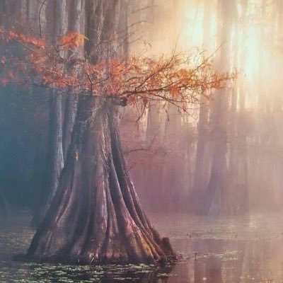 Treesforlife23's profile picture. Plant today, breathe tomorrow