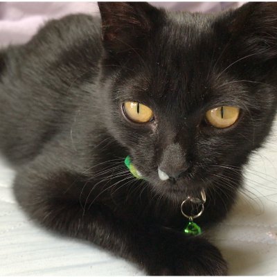 保護黒猫。性格は超甘えん坊の男の子で、誕生日は2020年6月頃です。　　　　　　　　
無言フォロー失礼します。どうぞよろしくお願いいたします☺️