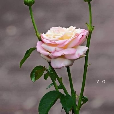 Nisha44664407's profile picture. Be Happy Always