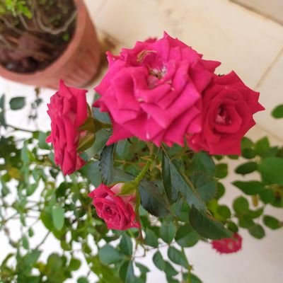 nidhi251987's profile picture. सर्व मंगल मांगल्ये शिवे सर्वार्थ साधिके, शरण्ये त्र्यंबके गौरी नारायणी नमोस्तुते