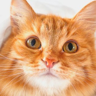 HSnuffelzakjes's profile picture. Snuffelzakjes zijn ook een goede manier om je kat te helpen met zijn of haar natuurlijke jachtinstinct. Hippe snuffelzakjes voor katten : dé nieuwste rage