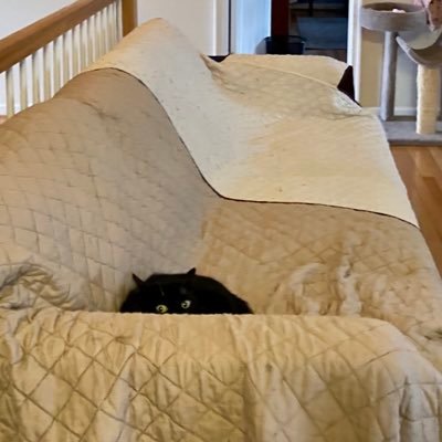 sandygocaps's profile picture. true blue patriot. never maga . taking back our 🇺🇸🇺🇸🇺🇸🇺🇸