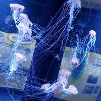 馬場 (@cbevjjyqmarjify) 's Twitter Profile