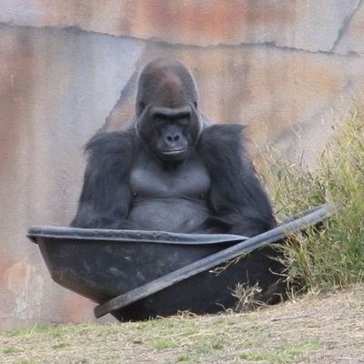 kyonbeer's profile picture. 