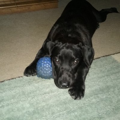 LammToni's profile picture. Christian