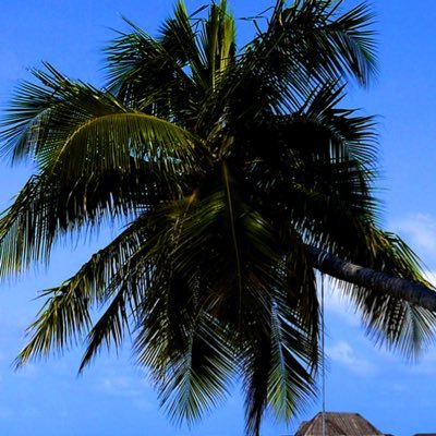 omfahad32533098's profile picture. 