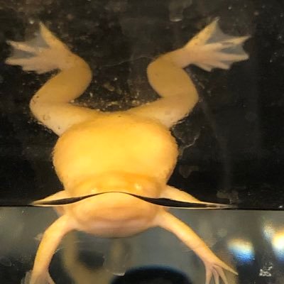 Research assistant, xenopus lover, aspiring geneticist, occasionally dabbling in molecular cloning.