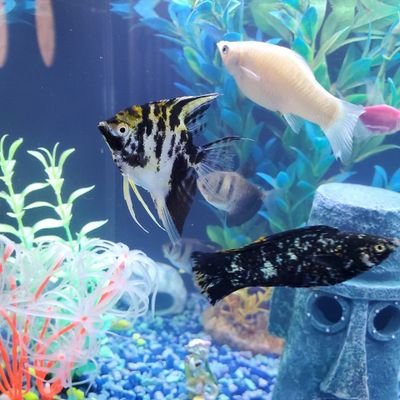 Hopeful_Romance's profile picture. Kind People are my Kind of people. ❣ hopeful ♥ #HELP #cashappinbio $hopeful