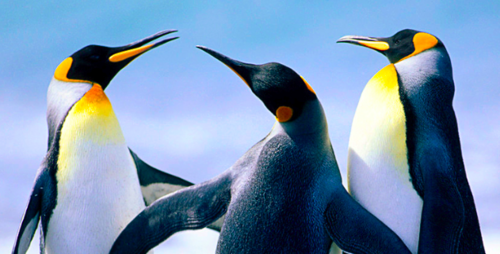 torontogranite's profile picture. 