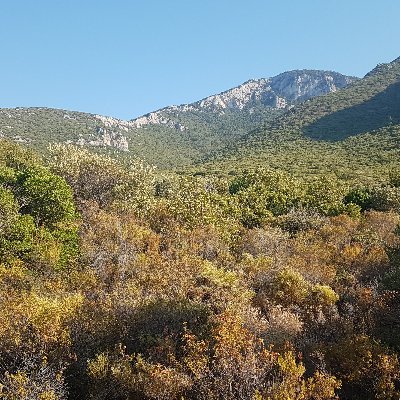 expert in forest ecology and post-fire restoration planning