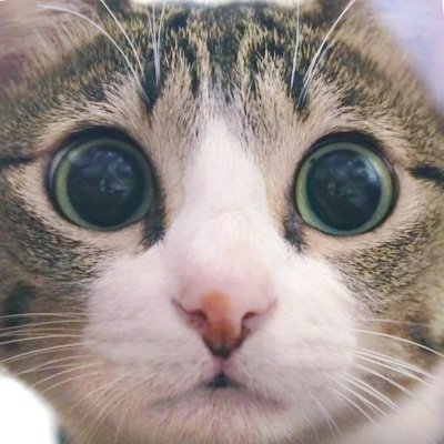 Mako0mako0 まこまこ Mako0mako0neko Twitter