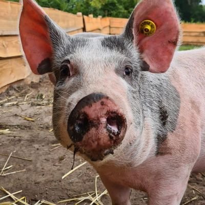 KokJethro1979's profile picture. kok/toekomstig herborist/lekker eten/genieten/groen/Easy e/Johnny cash/Tupac/Thunderdome/betweter