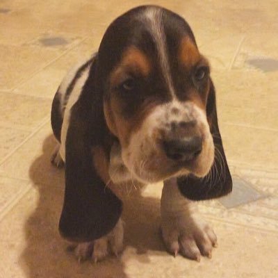 Sonyceci77's profile picture. 