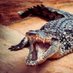 Flaming Croc (@flaming_croc) Twitter profile photo Flaming Croc (@flaming_croc) Twitter profile photo