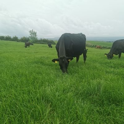 Dairy Farming in the West of Ireland