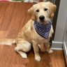 mclearyeducator's profile picture. Principal 🐻 , Golden mom 🐕, and a lover of saltwater 🏝️