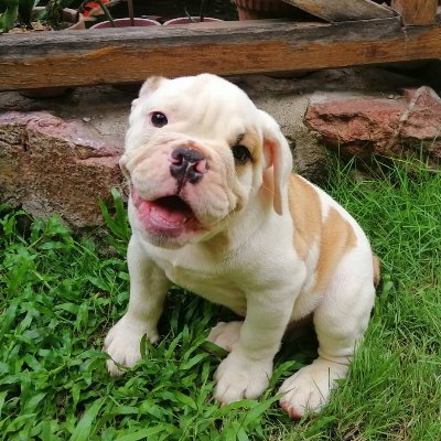 joceuno's profile picture. HSAian, Paulinian, Bedan, BulSUian Accountant, Farmer, Entrepreneur,
Koi fish enthusiast, Dog lover
Work Hard, Play Harder