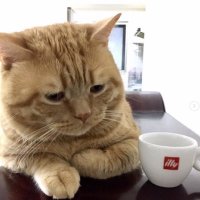 Yuanxin Alex Qiu (@ahsinchiu) 's Twitter Profile