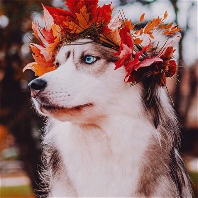 folukerichie's profile picture. 