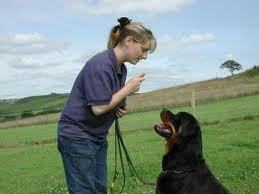 DDogTrainSecret's profile picture. How to Train a Dog at Home
Like a Professional Dog Trainer