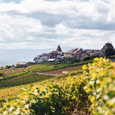 ABokchoi's profile picture. No