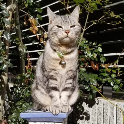 血統書はマンチカン