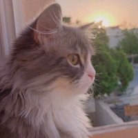 yona🫀 (@yon225a) 's Twitter Profile