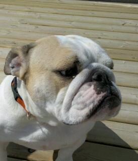 tissot11's profile picture. love Japanese and Italian motorcycles. follow traditional Japanese culture. lived in Canada all my life.   enjoys travelling and meeting new people.