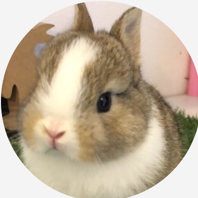 うさぎのこつゆチャンネル 小露さん最近たるんでるぞと理由をつけて一緒に運動 そして飼い主も一緒に減量とあやかりたい Www その様子を動画にしてみました T Co Xhmrgaihhc たくさんはしゃいでくれた小露さん 最後はうとうとされ うさぎのこつゆチャンネル 小露さん最近たるんでるぞと理由をつけて一緒に運動 そして飼い主も一緒に減量とあやかりたい Www その様子を動画にしてみました T Co Xhmrgaihhc たくさんはしゃいでくれた小露さん 最後はうとうとされ