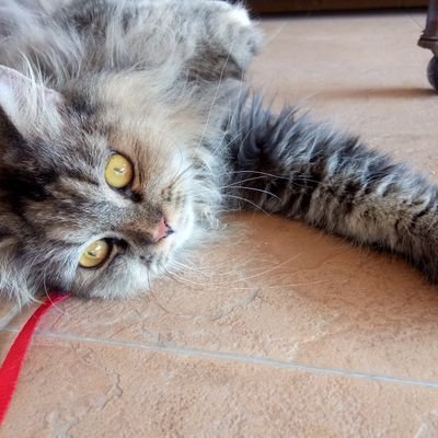 Maizura38626881's profile picture. meh lah follow aq😆💖 i'm sporting person 😂✊