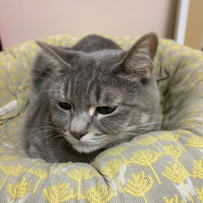 J_P_Jones2001's profile picture. 猫です。