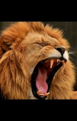 AuthorityCABS's profile picture. I am Authority