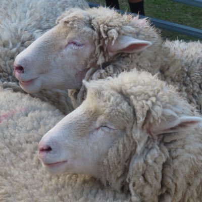 雲とヒツジ☁️🐏さんのプロフィール画像