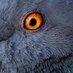 🔞PigeonPants🔞 - Commissions Open (@pigeonpantonium) Twitter profile photo 🔞PigeonPants🔞 - Commissions Open (@pigeonpantonium) Twitter profile photo