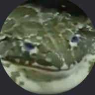 Froge9250's profile picture. mmmm myes pet froge