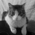 Tigre de Artemisa (@tigredeartemisa) Twitter profile photo Tigre de Artemisa (@tigredeartemisa) Twitter profile photo