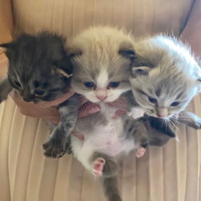 roaaalajaji's profile picture. حينَ أتوفى ستدخلون هنا لتقرأو ماكتبت، فإن وجدتم ما يؤجرني فأنشروه، وإن وجدتم مايؤثمنيّ أتركوه💛