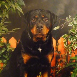 oscarrot's profile picture. 