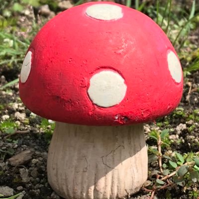 紅天狗茸 A Muscaria A Muscaria Twitter 紅天狗茸 A Muscaria A Muscaria Twitter