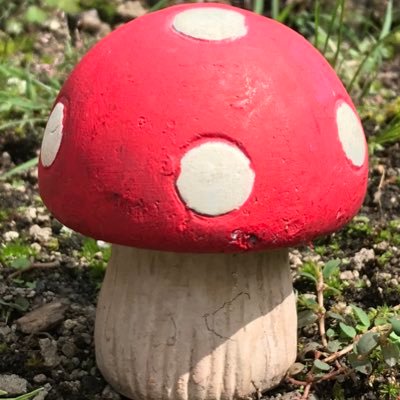 紅天狗茸 A Muscaria A Muscaria Twitter