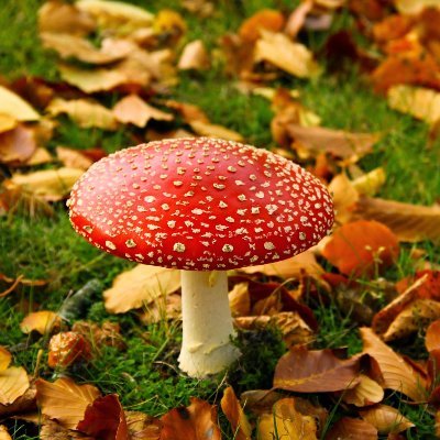 A Twitter Account That Used To Post Pictures Of A Random 🍄 Every Day!