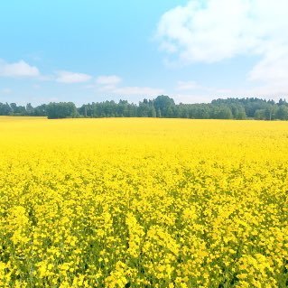 WEST_roke's profile picture. 