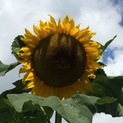 Killerhund's profile picture. 