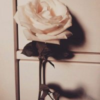 Hayall (@hayall31920059) Twitter profile photo